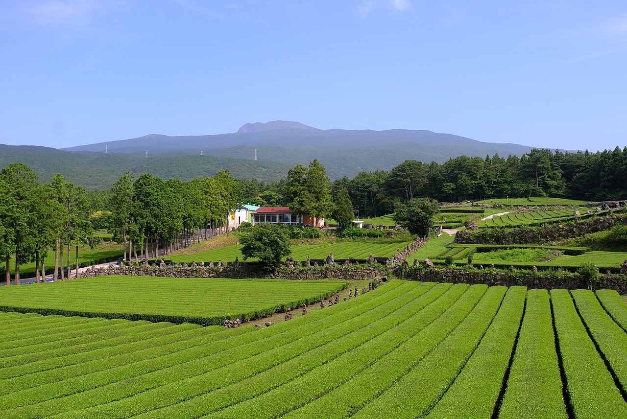 제주 단식원