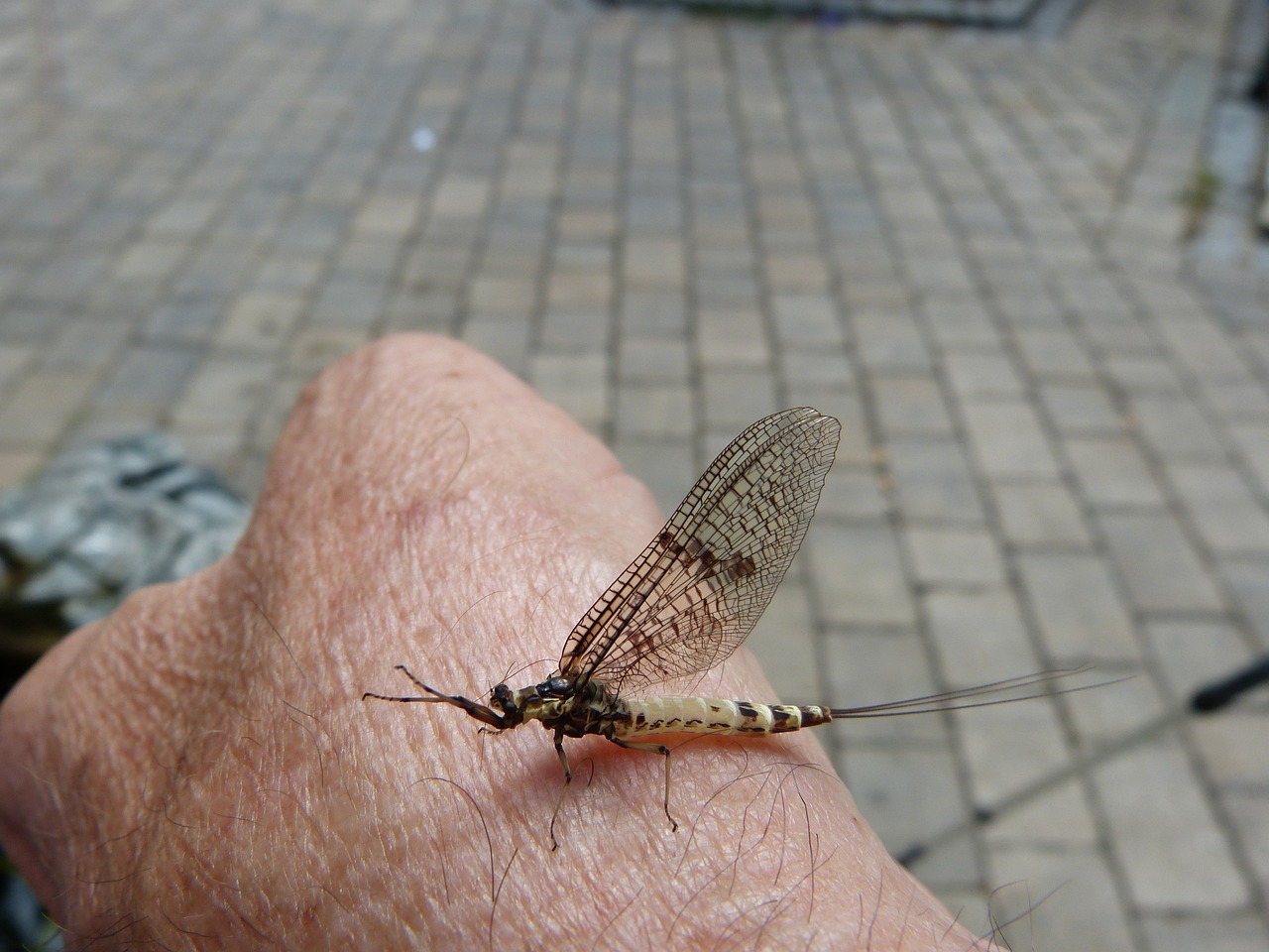 하복부